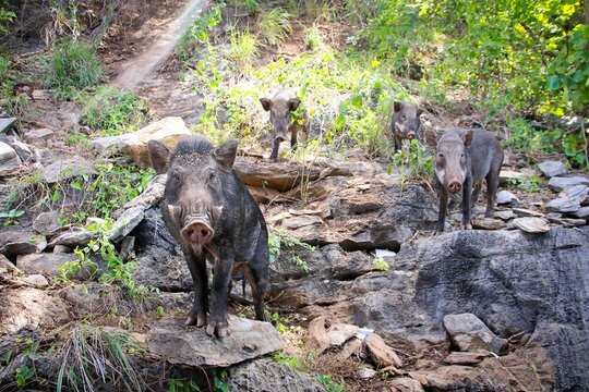 Leader in the herd of wild boar and family on the rock