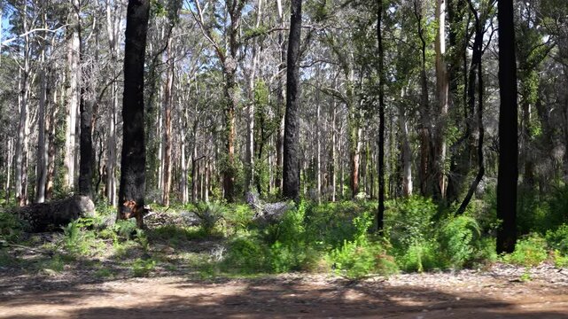 Empty curving road surrounded by lush green karri trees in Boranup Forest Australia