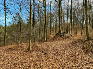 Fototapety na wymiar - Fototapeta24.pl