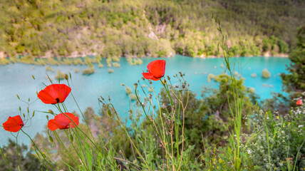 closeup on red poppies blooming  at the edge of blue turquoise water background