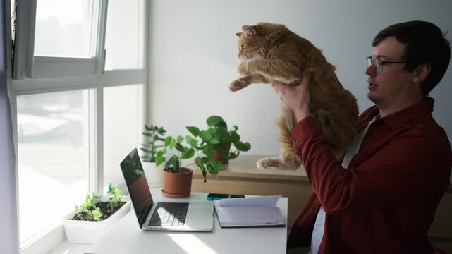 Energetic ginger cat interrupting focused freelancer working from home, playfully distracting owner while typing on laptop during remote workday - Powered by Adobe