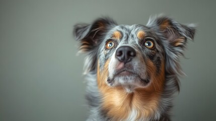 Dog portrait, blue merle coat, gazing upwards with striking orange eyes on blurred background