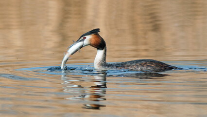 great crested grebe