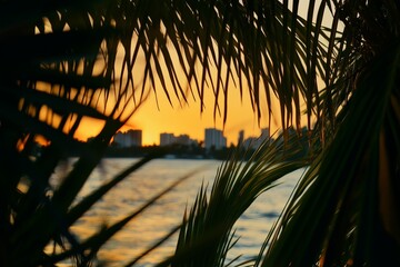 Sunset view of a coastal city seen through palm leaves, with warm golden light reflecting off the ocean and buildings along the shoreline.
