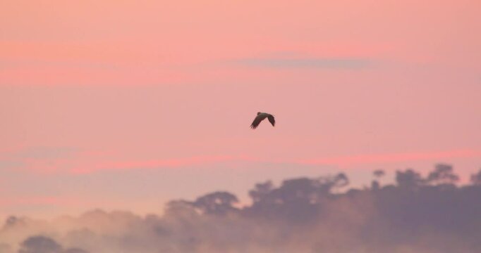 In Peru&rsquo;s Amazon, Single parrot in silhouette sweep across the misty jungle, glowing in twilight&rsquo;s warm hues.