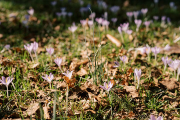 Sunny lawn with lilac saffron among young green grass and fallen leaves