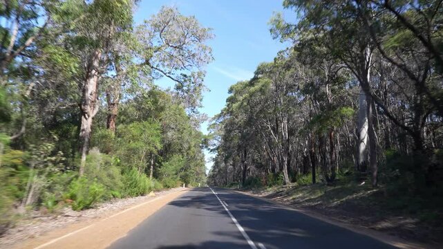 Boranup Forest scenic road winding through tall karri trees in Western Australia
