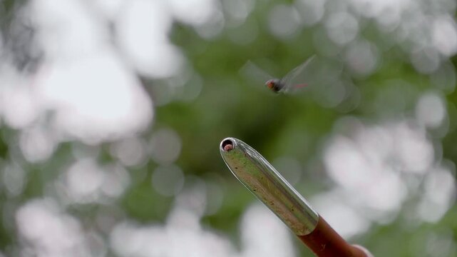 A beautiful dragonfly peacefully sits on the tip pitot tube (air pressure receiver) of a Soviet jet fighter in Siem&nbsp;Reap,&nbsp;Cambodia. Closeup. Slow mo, slow motion, high speed camera, 200fps