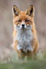Red fox portrait in spring forest