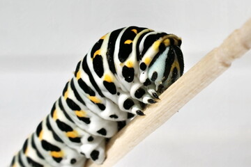 Caterpillar closeup on background, Italy