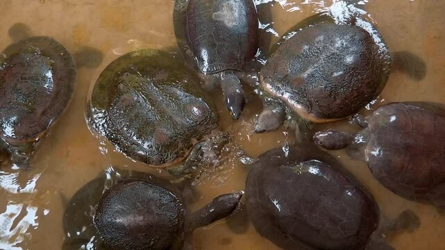 Asiatic softshell turtles or black-rayed softshell turtles (Amyda cartilaginea) swimming&nbsp;in&nbsp;still water and try to bite each other with their powerful jaws, Thailand. Closeup. Slow mo, slow motion