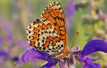 Obraz premium Butterfly closeup in the garden