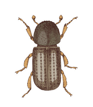 Scolytinae bark beetle hand drawn vector
