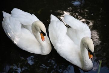 Two swans swimming next to each other