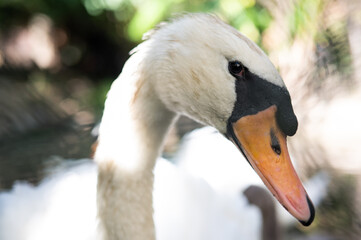 Swan staring at the viewer