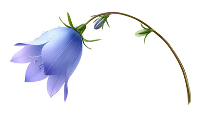 isolated transparent Background. single bluebell flower with curved stem, showcasing delicate petals and soft gradients