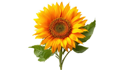 Naklejka premium isolated transparent Background. vibrant sunflower with detailed center and lush green leaves, radiating warmth and beauty