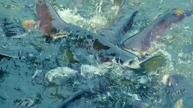 Swarms of huge catfish and nimble and fast tilapia, jumping out of the water, are fighting for bread in&nbsp;pond, creating big splashes, Thailand. Closeup. Slow mo, slow motion, high speed camera, 200fps
