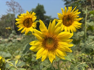 Closeup shot of blooming sunflowers in the field.
