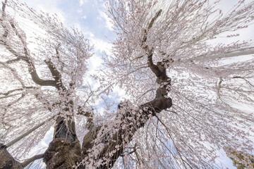 慈雲寺のイトザクラ