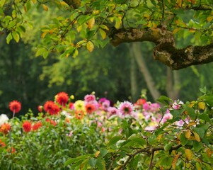 Colorful star-shaped dahlia in the fuzzy background, in a park, in the foreground branches of trees, in the beginning autumn