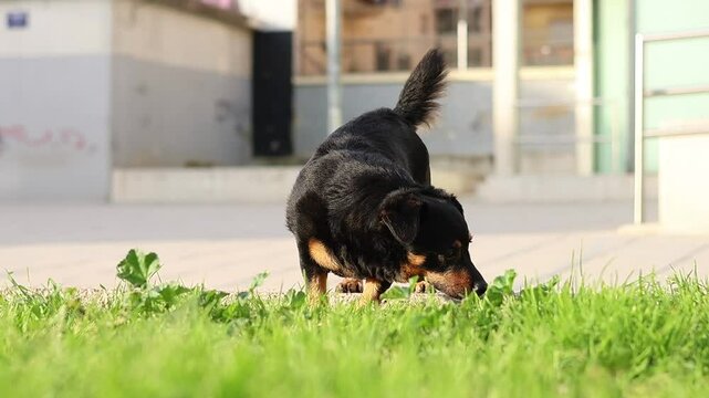 Perro Lancashire Heeler olfatea el cesped del parque de la ciudad durante su paseo de la ma&ntilde;ana, Alcoy, Espa&ntilde;a
