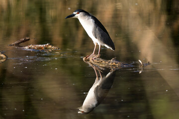 a black-crowned night heron perched on a branch is reflected in the water of a lake