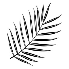 Areca Palm Leaf Silhouette Showcasing Fine Details and Elegant Form Against a Contrasting Background