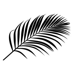 Silhouette of an Areca Palm Leaf Against a White Background. Tropical Botanical Illustration, Minimalist Isolated Foliage