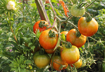 Ripe organic tomatoes growing on the vine in garden