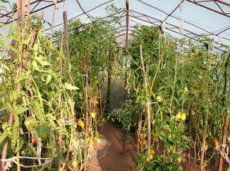 Interior of a greenhouse filled with tall tomato plants growing on supports