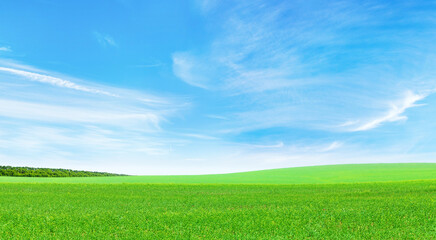 Summer landscape with a vast green field under a majestic sky