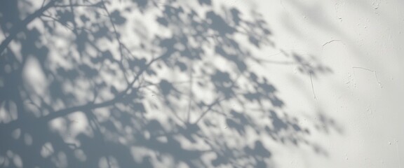 Soft Shadows of Tree Branches on a White Wall Creating a Serene and Minimalistic Natural Background