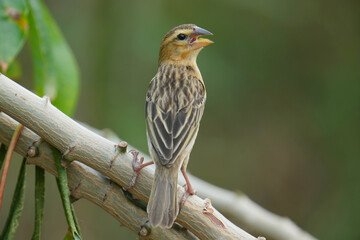 baya weaver (Ploceus philippinus) bird watching in the forest.