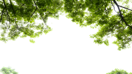 Green Tree Canopy Illustration On A Black Transparent Background With Sunlight