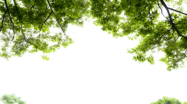 Green Tree Canopy Illustration On A Black Transparent Background With Sunlight