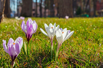 Crocus flowers close-up on the lawn. On green grass - Crocus (crocuses) is a genus of seasonal...