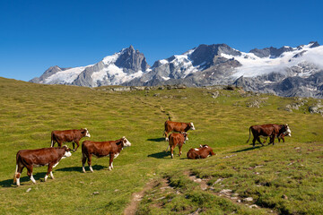 Cows Walking Emparis Plateau With