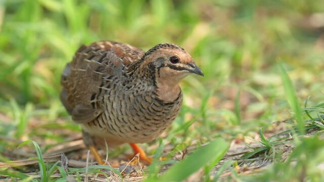 Blue-breasted Quail (Synoicus chinensis ) bird watching in the forest.