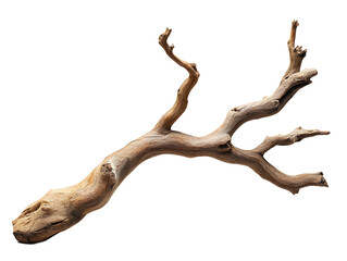 Fototapeta premium Detailed Close-up of a Unique, Textured Branch