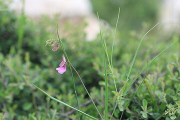 Flowers of Lathyrus filiformis (Thread like Vetchling) in spring