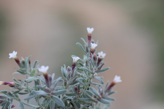Alkanna corcyrensis (Corcyrensis Alkanna) flowers in spring time