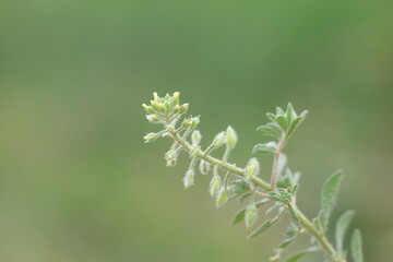 a branch of Alyssum simplex, also called Small Alison or Annual Madwort