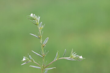 buglossoides arvensis (field gromwell) wild flower in spring