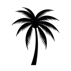 Obraz premium silhouette of palm tree