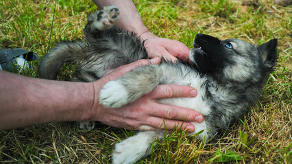 Man playing with a cute puppy lying on the grass