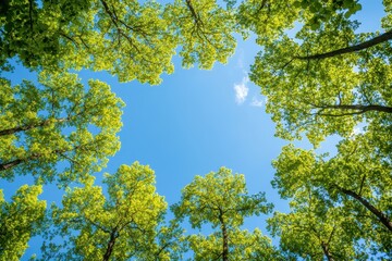 Fototapeta premium Vibrant green tree canopy against the clear blue sky, springtime view. Perfect for nature, environment, or peaceful backgrounds.