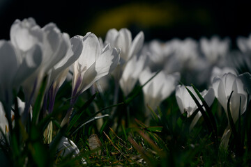 white spring flowers