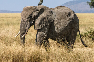 éléphant dans le Parc du Sérengeti en Tanzanie