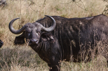 buffles dans le Parc du Sérengeti en Tanzanie
